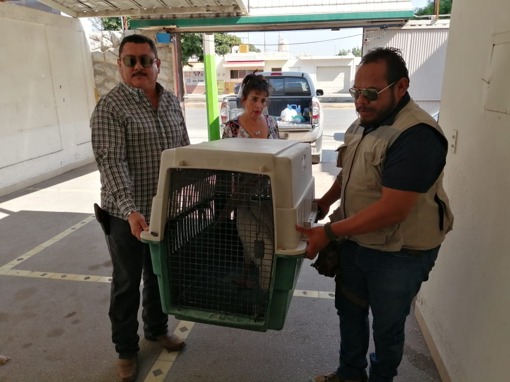 SEMARNAT resguarda pelícano herido de bala y rescatado en La Laguna