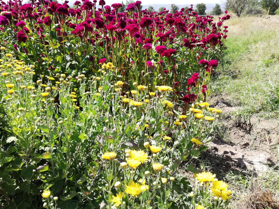 Productores de la flor se preparan para el día de muertos