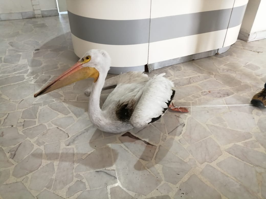 Tras revisión, determinan que pelícano rescatado en La Laguna no fue herido de bala
