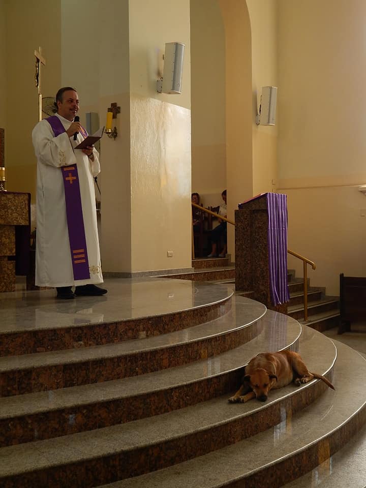Sacerdote 'invita' a perritos callejeros a misa para que los adopten