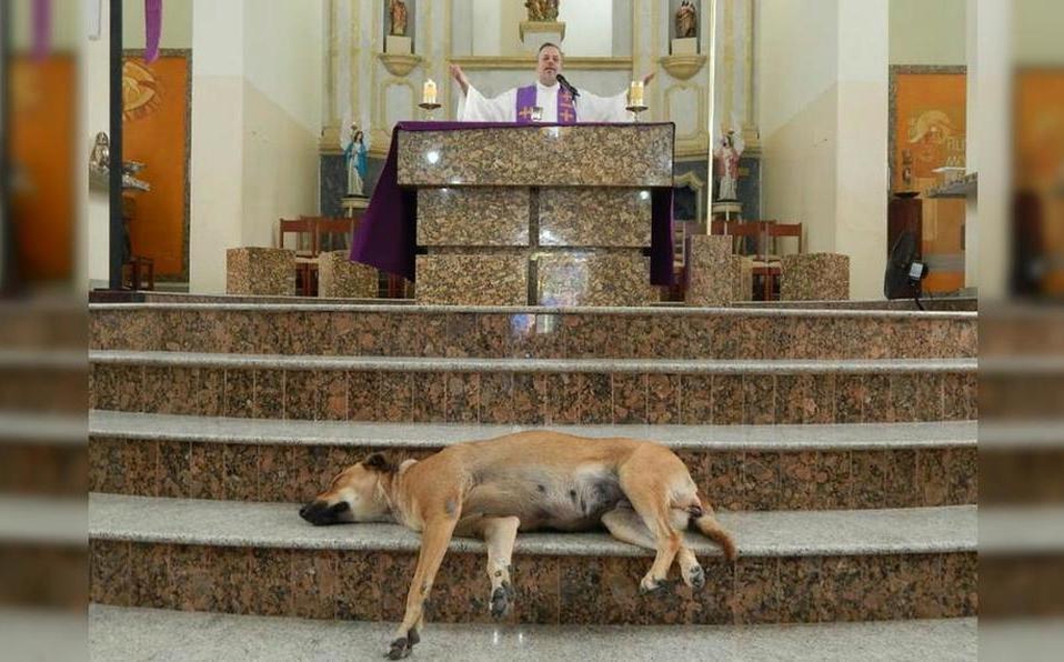 Sacerdote 'invita' a perritos callejeros a misa para que los adopten