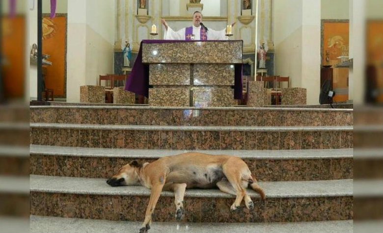 Sacerdote 'invita' a perritos callejeros a misa para que los adopten