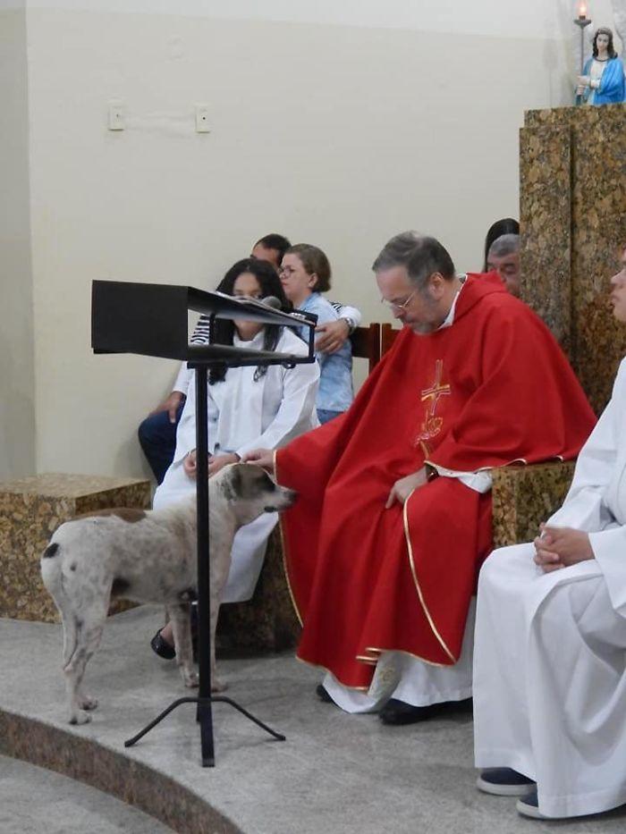Sacerdote 'invita' a perritos callejeros a misa para que los adopten