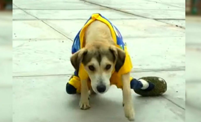 Roban silla de ruedas de un perrito con discapacidad