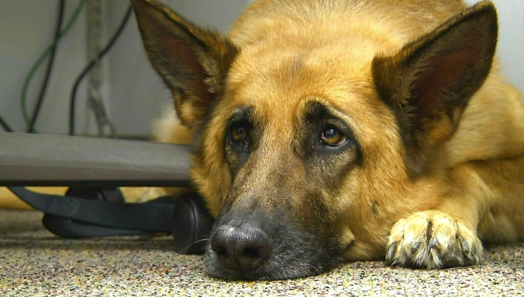 Telediario Media Científicos revelan qué hay detrás de la mirada triste de los perros

 
