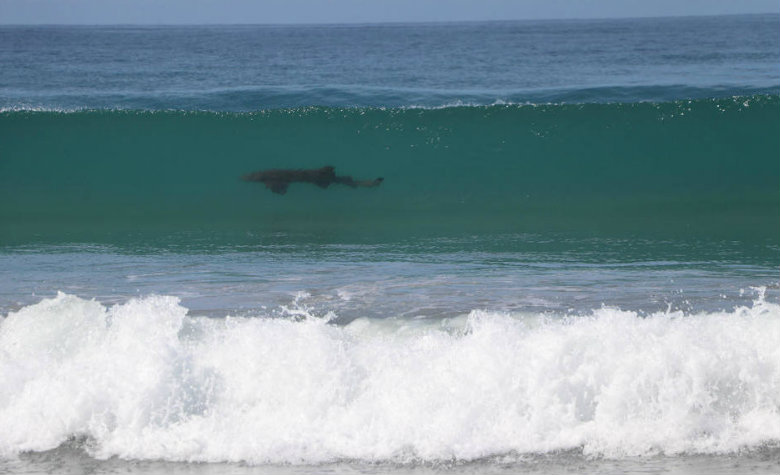 Tiburón 'interrumpe' torneo de surf en la playa Zicatela en Oaxaca