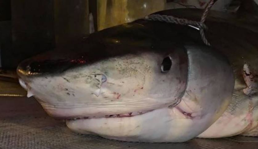 Encuentran mano de turista desaparecido en estómago de un tiburón
