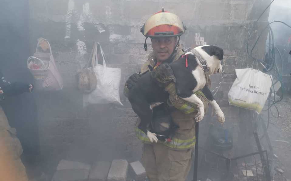 Bomberos salvan a dos perros de incendio en una casa | Telediario México