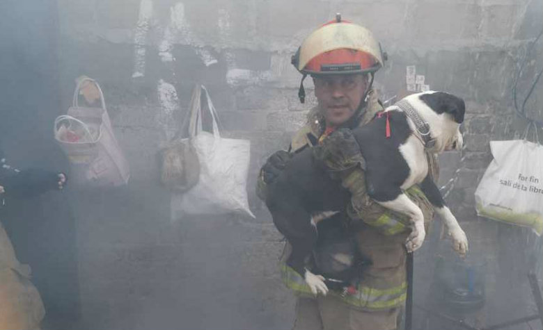 Bomberos rescatan a dos perritos de un incendio en Pachuca