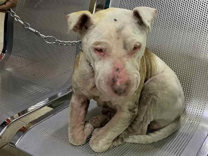 Sentencian a prisión a una persona por maltrato animal