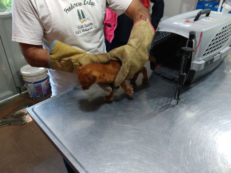 Mujer adoptó a un gatito que resultó ser un puma salvaje