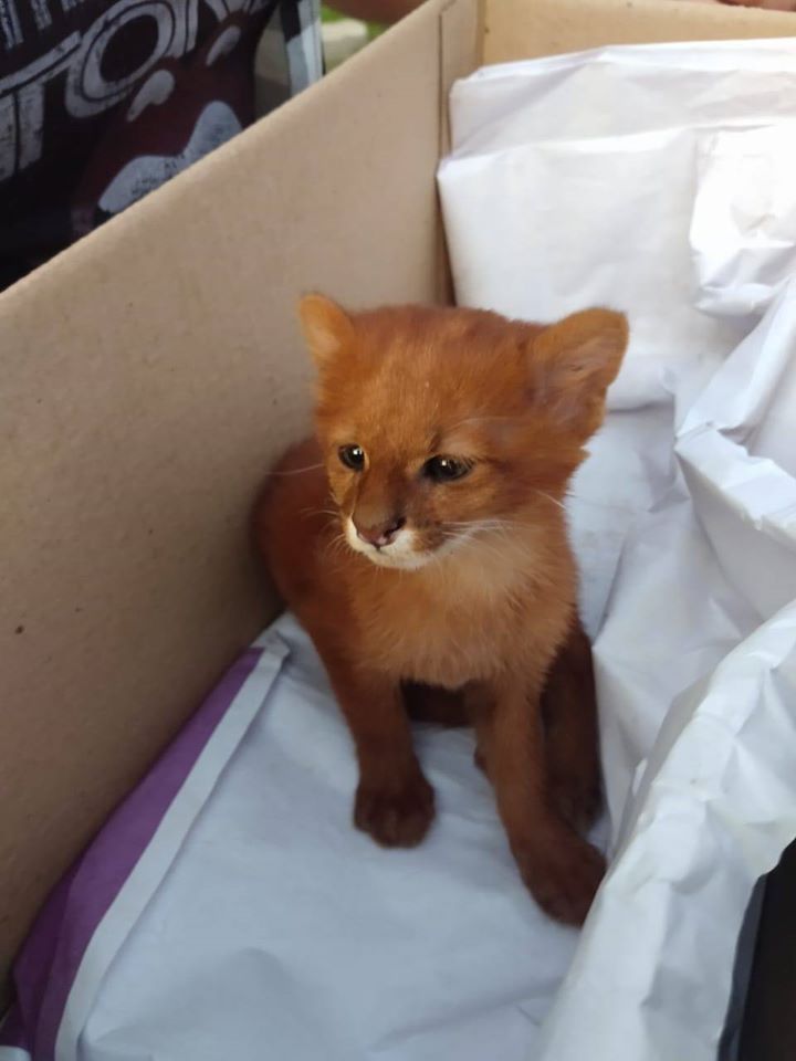 Mujer adoptó a un gatito que resultó ser un puma salvaje