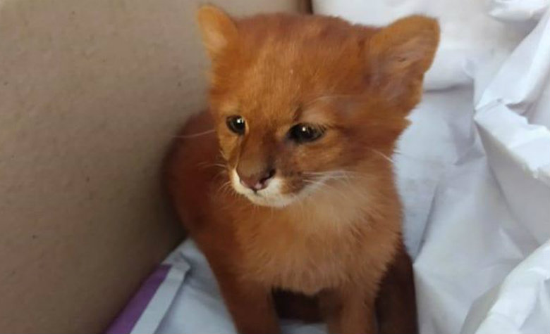 Mujer adoptó a un gatito que resultó ser un puma salvaje