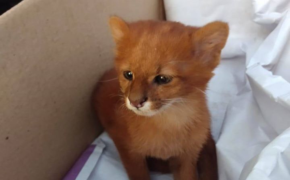 Mujer adoptó a un gatito que resultó ser un puma salvaje