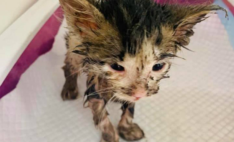 Con apenas un mes de edad, gatita lucha por su vida tras ser bañada en pegamento 