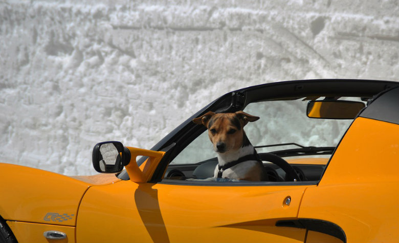 Rescatan a perro que 'conducía' un auto en un vecindario de EU (VIDEO)