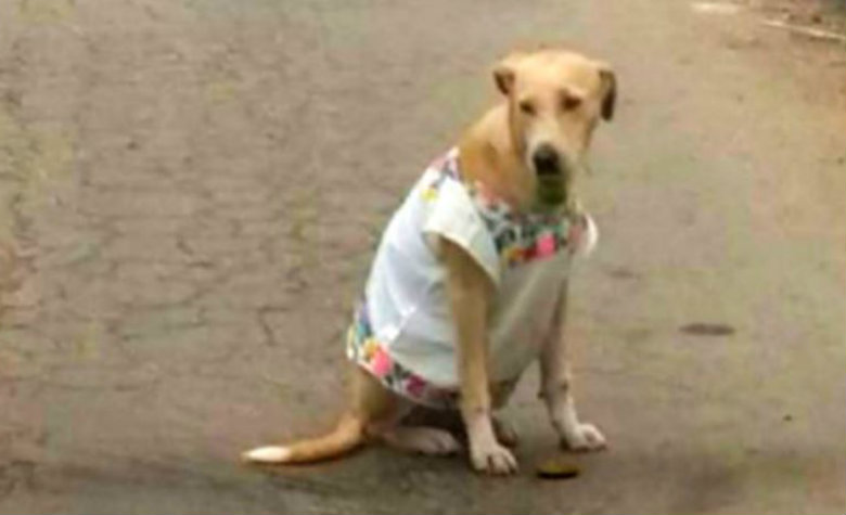 Perrita es vestida con Huipil por artesanos mexicanos para protegerla del frìo