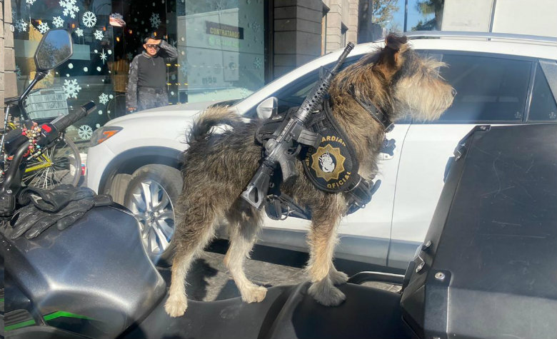 Panadería en CDMX 'contrata' a perrito como guardia de seguridad