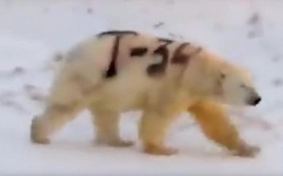 Encuentran extraño mensaje pintado sobre el pelaje de un oso polar [Video]