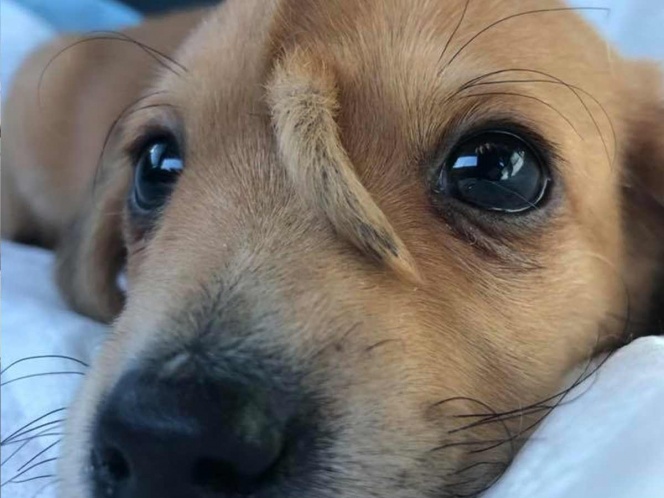 La perrita Frida es elegida entre los mejores perros de 2019