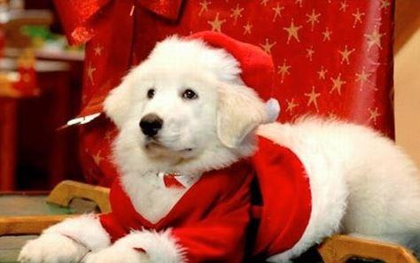 Outfits de Navidad para mascotas; ¡viste a tu mascota con todo el espíritu navideño! [FOTOS]