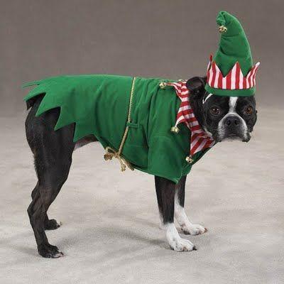 Outfits de Navidad para mascotas; ¡viste a tu mascota con todo el espíritu navideño! [FOTOS]