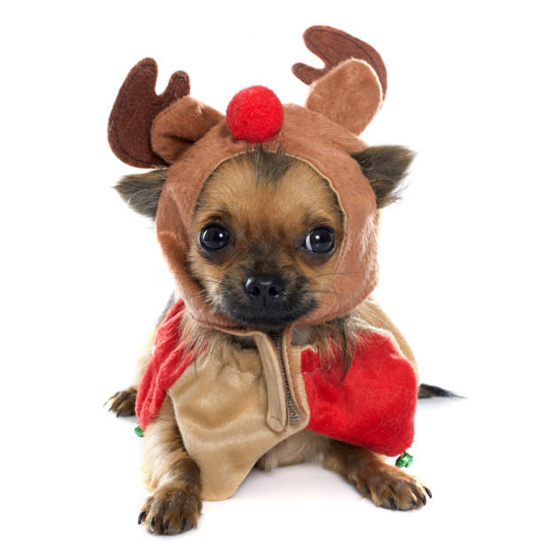 Outfits de Navidad para mascotas; ¡viste a tu mascota con todo el espíritu navideño! [FOTOS]