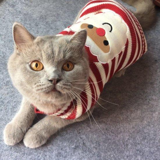 Outfits de Navidad para mascotas; ¡viste a tu mascota con todo el espíritu navideño! [FOTOS]