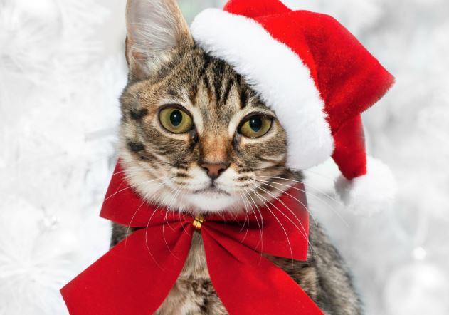 Outfits de Navidad para mascotas; ¡viste a tu mascota con todo el espíritu navideño! [FOTOS]