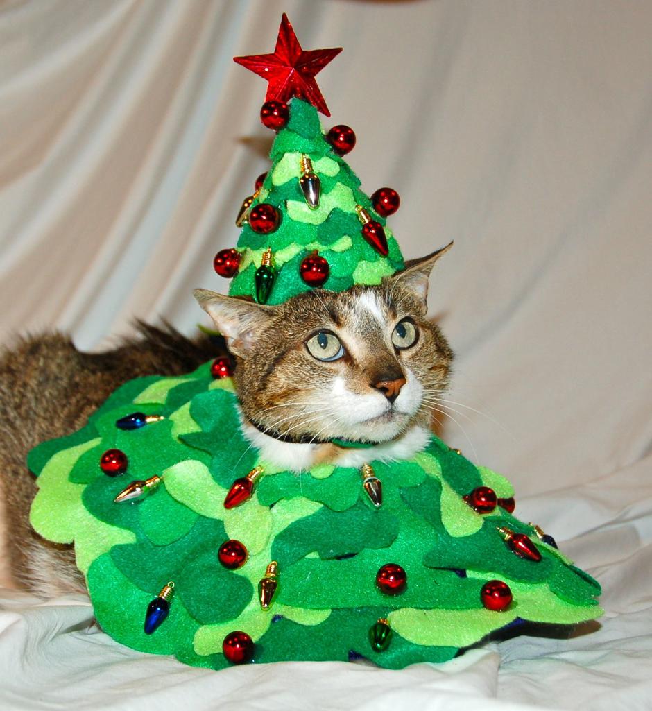 Outfits de Navidad para mascotas; ¡viste a tu mascota con todo el espíritu navideño! [FOTOS]