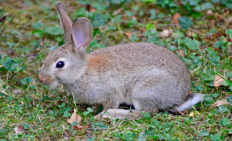Declaran al conejo como especie en peligro de extinción
