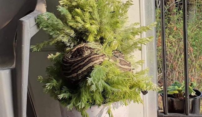 Mujer halla a una pitón enredada en su árbol de Navidad