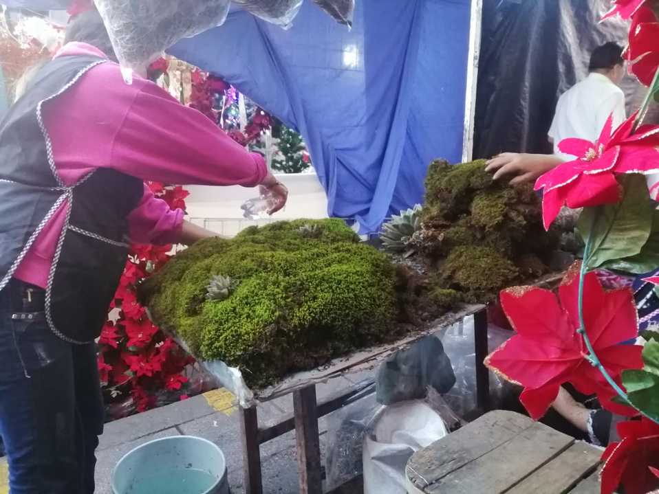 Semarnat pide no comprar musgo para nacimientos por alto impacto ambiental