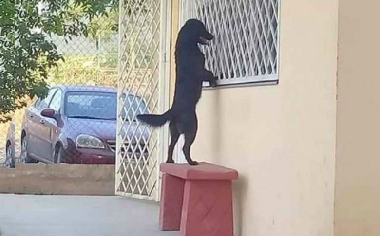 Perrito sigue a su dueño a la escuela y se asoma por la ventana para verlo