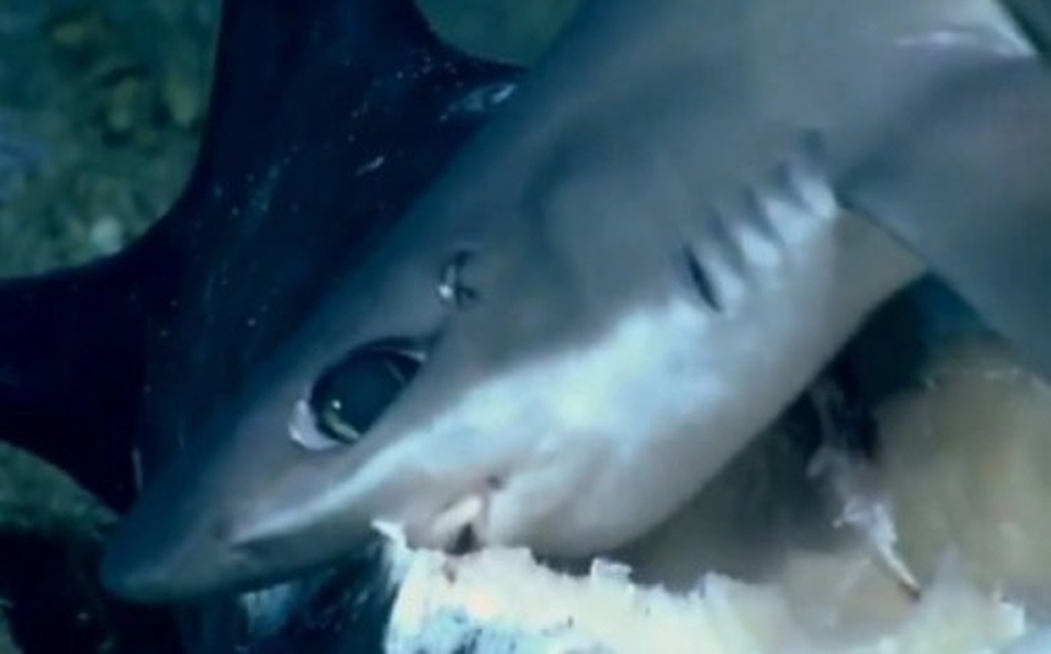 Pez grande se come de un bocado a un tiburón [VIDEO]