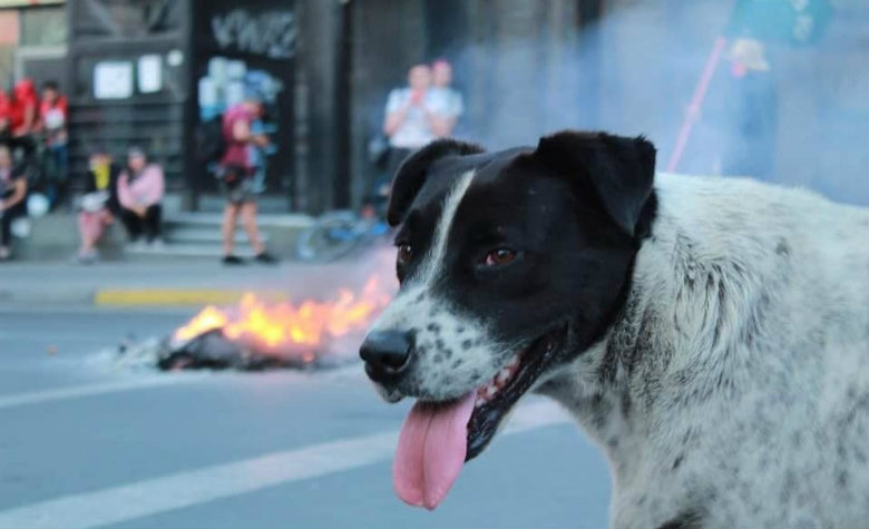 Arman ‘marcha falsa’ para lograr que perrito vaya al veterinario