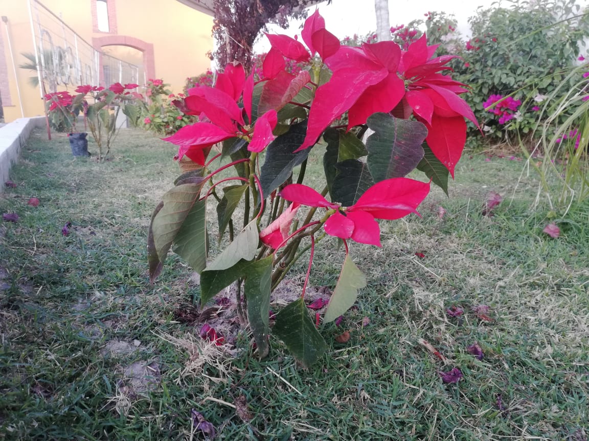 Podrás intercambiar heno y gobernadora por cilantro en Vivero Municipal de Torreón