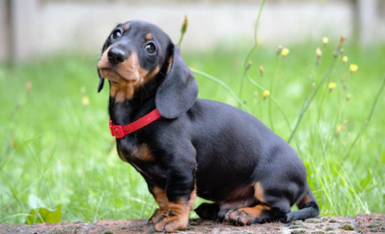 Niña le da 'manual' a su tía para que cuide a su perrito [FOTOS]