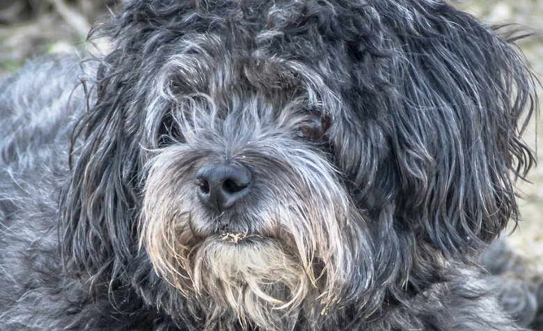Abandonan a perrita y le pagan los ojos para que no pueda volver a casa