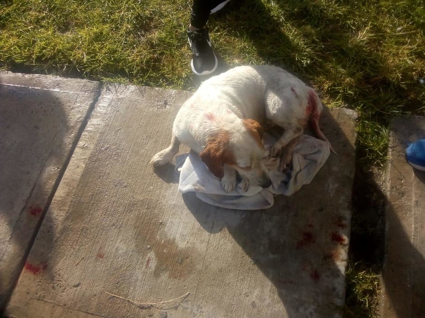 Caso de Max: el perrito que fue violado y apuñalado en Tlajomulco, Jalisco