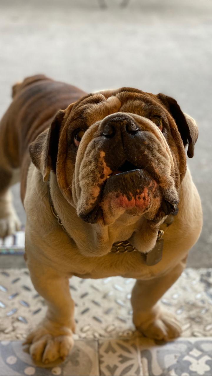 Detienen a pareja que robo perrito en la CdMx
