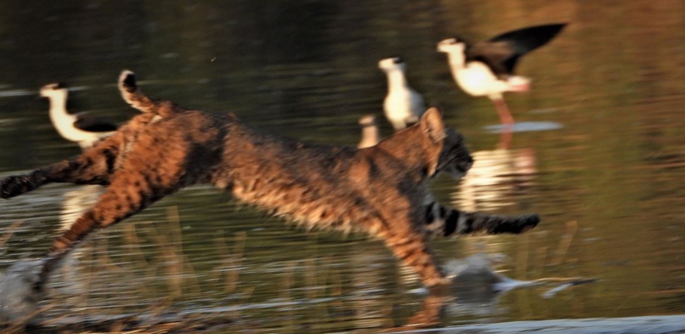 Captan a lince americano tratando de cazar patos en el Parque Metropolitano