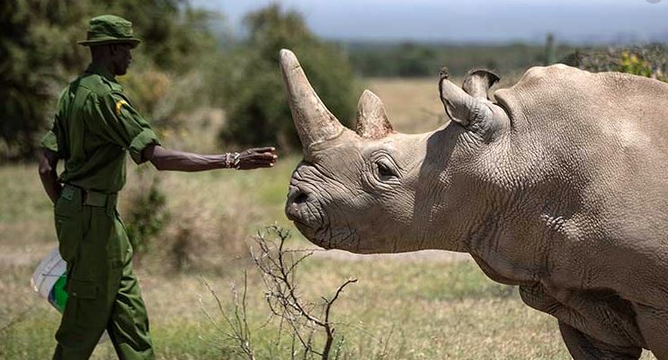 Crean embrión de rinoceronte blanco; especie casi extinta