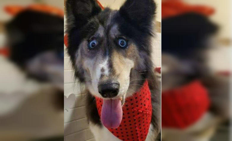 Perrita husky es rechazada por adoptantes debido a su extraña mirada