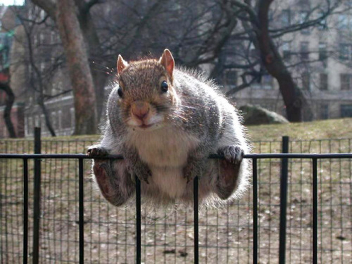 Ardillas gorditas por comer en exceso en invierno