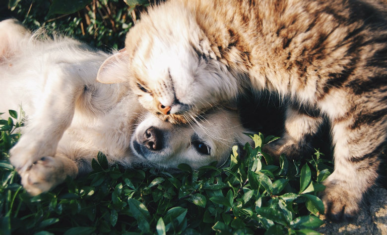 Descarta OMS que mascotas transmitan el coronavirus