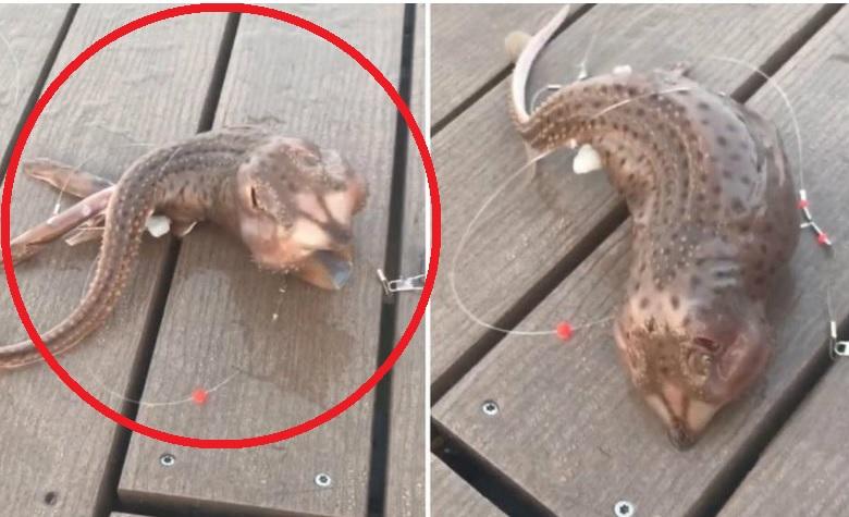 Extraña criatura marina es captada en video por pescadores locales [VIDEO]