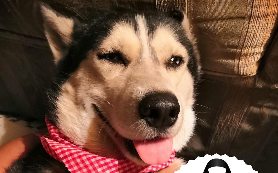 Perrito con cáncer murió luego de no resistir tratamiento