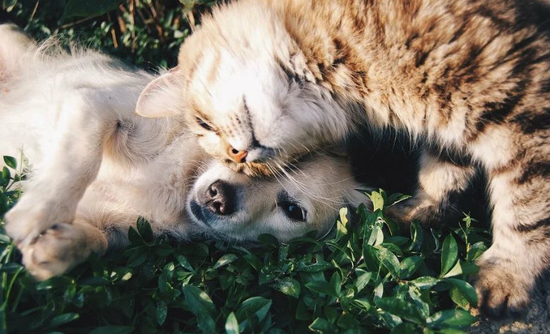 Piden castigar secuestro de mascotas con hasta 13 años de cárcel