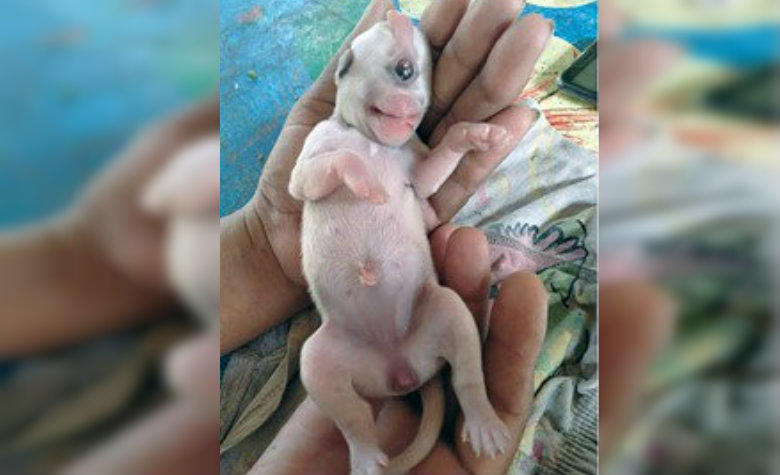 Nace perrito con un solo ojo; lo llaman ‘cachorro cíclope’